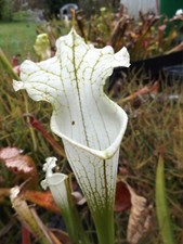 2023 seed cross SNOW WHITE X SNOW WHITE sarracenia carnivorous plant seeds