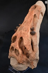 Kourigba Morocco Cretaceous Fossil Crocodile Skull - Picture 1 of 7