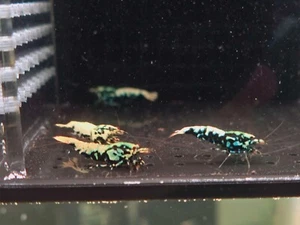 G2 5+1 Black Boa Pack Freshwater Caridina Aquarium Shrimps - Picture 1 of 2