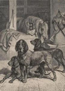 VORSTEHHUND - "Deutscher Vorstehhund" - F. Specht - Holzstich um 1870 - Picture 1 of 2