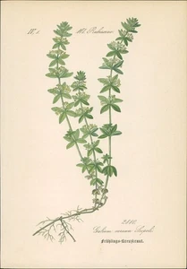 Chromolithographie : Frühlings-Kreuzkraut. Kahles Kreuzlabkraut. Galium vernum S - Picture 1 of 1