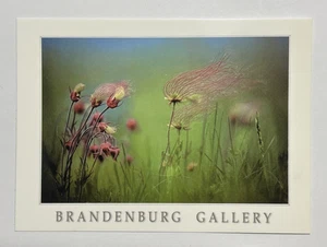 Fotografía de naturaleza por Jim Brandenburg postal Galería de Brandenburgo Luverne MN - Imagen 1 de 2