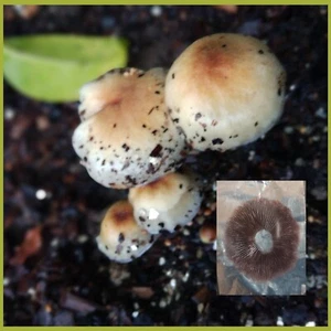 Mushroom Foil Print Stickers | For Research and Microscopy Enthusiast - Picture 1 of 2