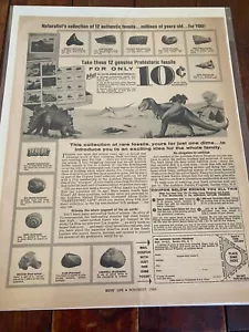 Vintage 1966 Audubon Nature Program Fossil Collection ad - Picture 1 of 1