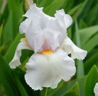 IRIS GERMANICA IMMORTALITY BEARDED IRIS WHITE SUMMER PLANT POTTED 1 LITRE