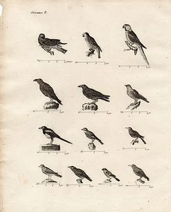 Gravur XVIII / Vögel Lautsprecher Rabe, Rabe, Merle, Mynah, Büschel - Bild 1 von 2