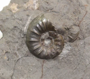 Ammonit, Pleydellia sp., Jura, Toarc, Aalen Dewangen, Hammerstadt , BRD -b231 - Bild 1 von 3