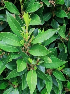 20 Bay Leaves Pure and Organic Freshly vibrant flavour herb and culinary spice - Picture 1 of 4