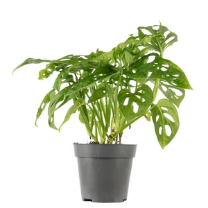 Pflegeleichtes Fensterblatt - Kletternde Monstera 'Monkey' - Topf-Ø 12 cm, ca. - Bild 1 von 2