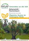 Saflax 12325 Elefantenfu / Flaschenbaum (Flaschenbaumsamen)