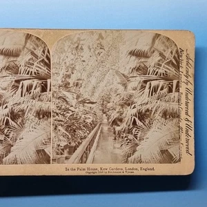 London Stereoview C1895 Real Photo England Kew Gardens Palm House - Picture 1 of 3
