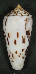 CONUS GOBERNADOR 66,77 mm SUPER ELECCIÓN ESPÉCIMEN RARO Nossi Be, Madagascar - Imagen 1 de 2