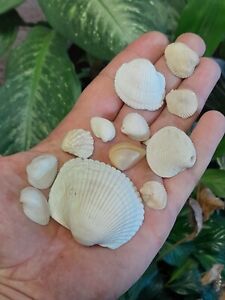 Lot of 12 sea shells great addition to any fish turtle or frog tank ocean decor
