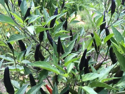 15 Rare BLACK COBRA CHILI PEPPER SEEDS HOT  2024 - FAST SHIP - PREMIUM SEED PACK - Image 1 of 2