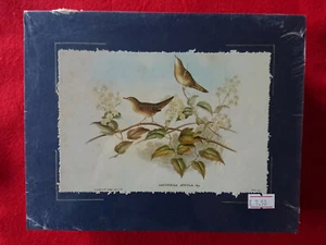 STAMPA D'AUTORE BOTANICA ORNITOLOGIA LOCUSTELLA AVICULA RAY JOHN GOULD - Imagen 1 de 1