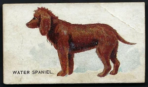GOODWIN - DOGS OF THE WORLD - WATER SPANIEL - Imagen 1 de 2