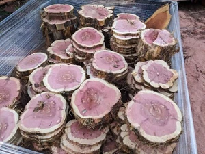 Red Cedar Slices/Cookies ~7- 10" In diameter and 2" thick - Exotic Tree Slices - Picture 1 of 8