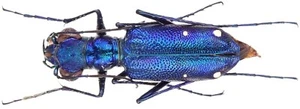 Insect - CICINDELIDAE Prothyma quadriguttata - Java - Stecker 13mm ....!! - Bild 1 von 1