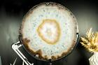 World-Class X-Large Lace Agate Slice, Gallery Grade Agate with Crystal Clear