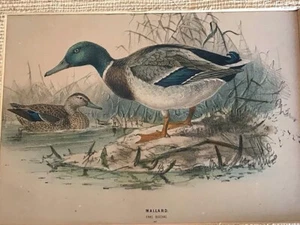 HAND TINTED MALLARD DUCK KPRINT BY ANAS BUSCHAS - Picture 1 of 4