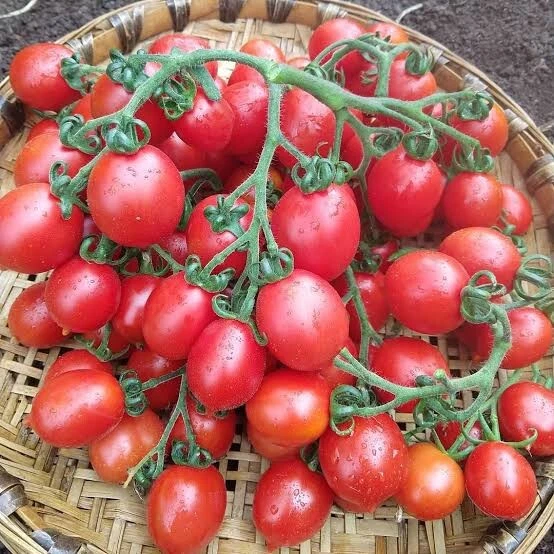 TOMATO ' Principe Borghese ' 30 Seeds heirloom - image 1 of 1
