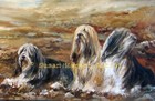 Bearded Collie Signed Dog Print by Susan Harper Unmounted