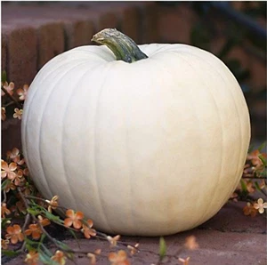 20 WHITE QUEEN PUMPKIN SEEDS -------  Non-GMO- Open-Pollinated - Heirloom - Picture 1 of 1