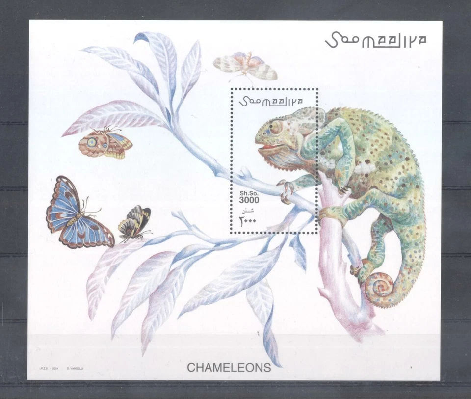 (877703) Butterflies, Reptiles, Cameleon, Somalia - Image 1 of 1