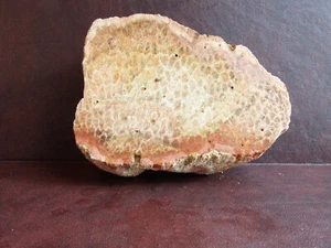 Fossilized Coral Rough from Indonesia 6lbs 5oz - Picture 1 of 7