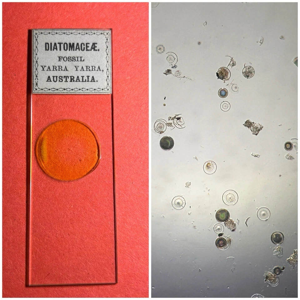 Antique Diatom Microscope Slide. Fossil Diatoms Yarra Yarra Australia. - Image 1 of 1