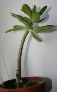 Sedum praealtum, Jungpflanze, 17 cm. Rarität! - Bild 1 von 2