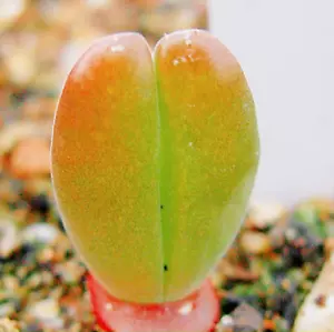 Gibbaeum velutinum, Mentocalyx velutina, 10 Seeds, rare succulent seeds - Picture 1 of 9