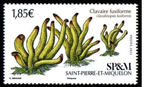 Saint Pierre Miquelon 2023 mushroom golden spindles Clavaire fusiforme 1v mnh - Image 1 of 1