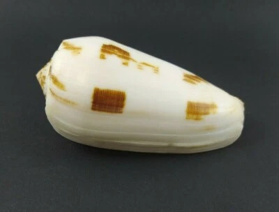 Conus Striatus RARE Beautiful Shells 92.5mm red Sea shell  nice Pattern SPECIMEN - Image 1 of 4