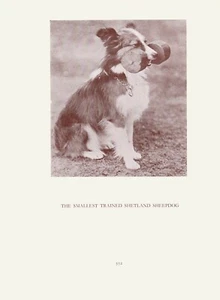 SMALLEST TRAINED SHELTIE SHETLAND SHEEPDOG OLD VINTAGE 1934 DOG PRINT  - Picture 1 of 1