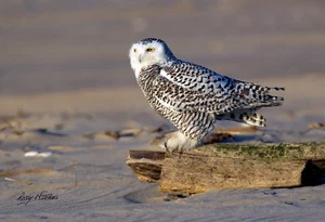 Snowy Owl Fine Art Photographic Print Beautiful Crisp Multiple Sizes - Picture 1 of 1