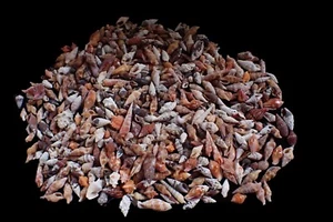Sea shell - Assorted seashells 9-26mm- 200 grams !!! - Picture 1 of 3