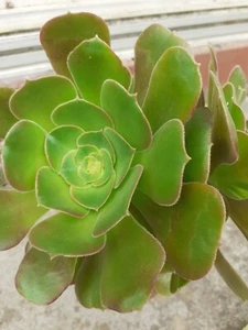 Succulent Aeonium Percaneum - Picture 1 of 2