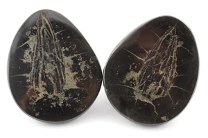 Fischkoprolith, Karbon, Lothian, Schottland, Großbritannien -a316 - Picture 1 of 7