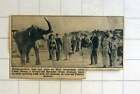 1957 Felicity Butcher Taking 10-Year-Old Burmese Circus Elephant Walkies Rhyl, N