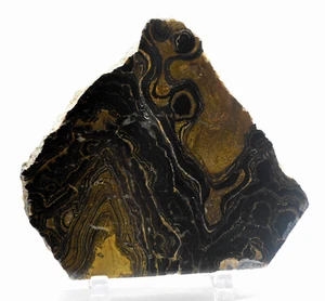 4.1" Black Brown Stromatolite Slab Polished Algae Fossil Gemstone Slice - Peru - Picture 1 of 4
