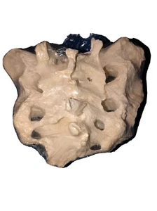 Kreuzbein Modell - Bild 1 von 5