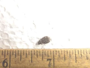 Bronze Eichenblatt Aufsatz für Metalle - Bild 1 von 3