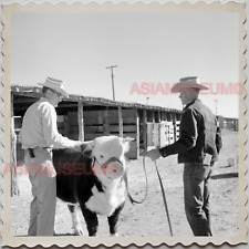 50s MARFA TEXAS MAN BIG BEND COW CATTLE SHOW AMERICA OLD VINTAGE USA Photo 11528