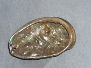 HALIOTIS TUBERCOLATA LAMELLOSA WITH GROUP OF PEARL - Picture 1 of 2