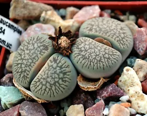 Semillas Lithops aucampiae euniceae fluminalis C54 100 piezas - Imagen 1 de 2