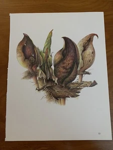 Skunk Cabbage Art Print Book Page Illustrated Anna Vojtech 11 X 8.5 Nature Plant - Picture 1 of 3