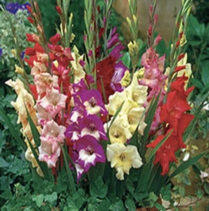 GLADIOLUS BULBS - Most Popular COLORS - 5 BULBS For $30 Free Postage - Picture 1 of 3
