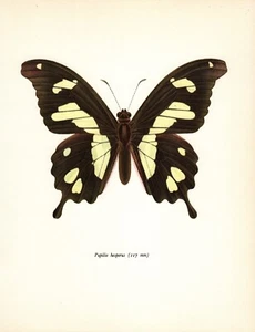 Vintage Butterfly Art Print Hesperus Swallowtail Butterfly Insect Print 5305-26 - Picture 1 of 1