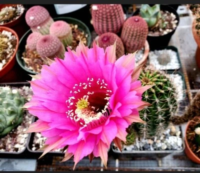 Echinopsis ‘Maria Piazza’ (20 seeds) - Image 1 of 4
